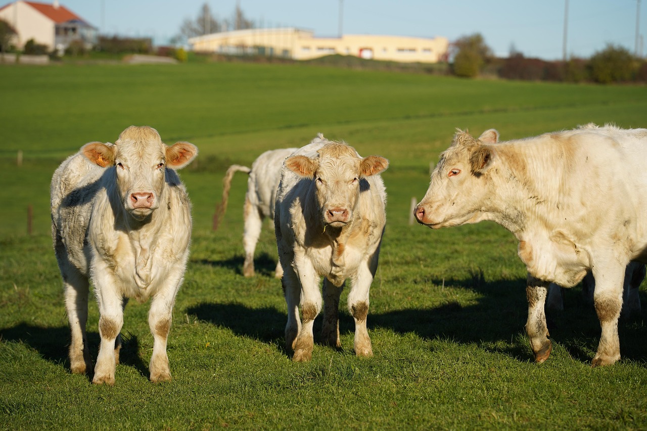 animal, species, fauna, wool, nature, mammal, boeuf, betail, elevage, farmer, farm
